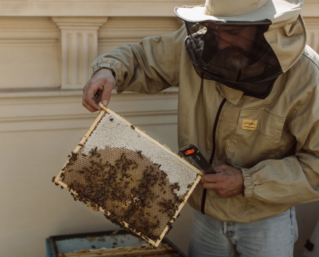 Na zdjęciu pszczelarz w jasnym kombinezonie z kapeluszem zakrywającym siateczką twarz. Pszczelarz trzyma w dłoniach ramkę z plastrem miodu na którym siedzą jeszcze pszczoły. Pszczelarz eksponuje ramkę do zdjęcia. W tle mury budynku.